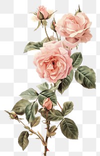 PNG  A japanese roses art painting pattern.