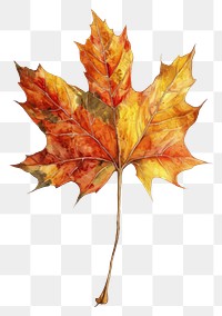 PNG  Autumn leaves dry brance drawing autumn maple.