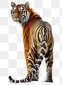 PNG  A tiger in weird pose look aggressive at camera wildlife animal mammal.