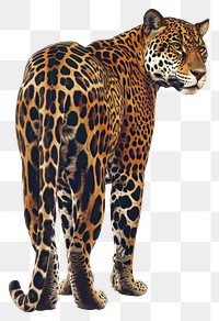 PNG  A Jaguar in weird pose look aggressive at camera wildlife leopard animal.