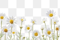 PNG  Daisy backgrounds blossom flower.
