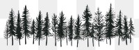 PNG Pine tree forest drawing plant fir.