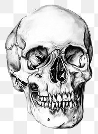 PNG  Skull drawing sketch anthropology.