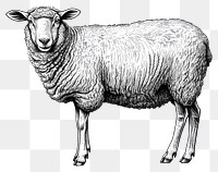 PNG Sheep livestock drawing animal.