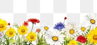 PNG  Daisy border backgrounds sunflower outdoors.