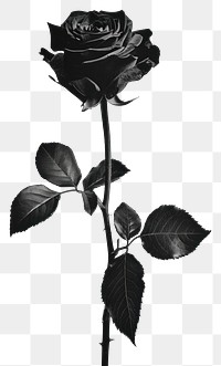 PNG  A Pyschedelic vivid black rose flower plant white.