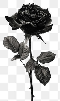 PNG  A Pyschedelic vivid black rose flower plant inflorescence.