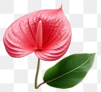 PNG  Illustration of an red anthurium flower plant leaf.