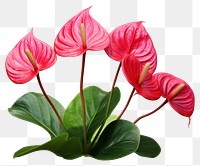 PNG  Illustration of anthurium flower plant red.