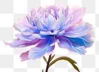 PNG  Peony iridescent blossom flower dahlia.