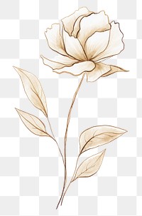 PNG  Watercolor flower with gold outline sketch line stroke pattern drawing plant.