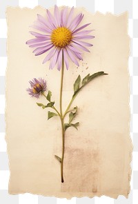 PNG  Real Pressed a aster flower petal plant.