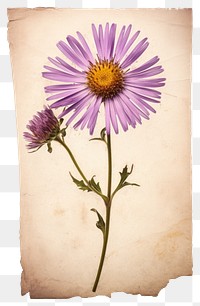 PNG  Real Pressed a aster flower blossom plant.
