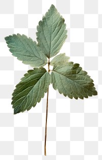 PNG  Real Pressed a green mint leaf herbs flower plant.
