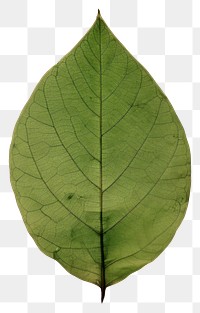PNG  Real Pressed a green rose leaf plant tree pattern.