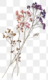 PNG  Real Pressed a gypsophila flower herbs plant.