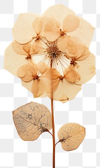 PNG  Real Pressed a hydrangea flower plant petal.