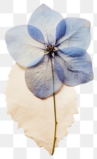 PNG  Real Pressed a hydrangea flower petal plant.