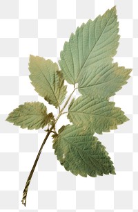 PNG  Real Pressed a mint leaf herbs flower plant.
