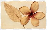 PNG  Real Pressed a plumeria flower plant petal.