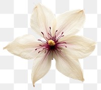 PNG  Dried clematis flower blossom petal plant.