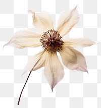 PNG  Dried clematis flower petal plant inflorescence.