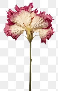 PNG  Pressed dried Dianthus flower petal plant red.