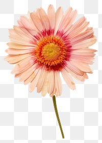 PNG  Pressed dried gerbera daisy flower petal plant inflorescence.