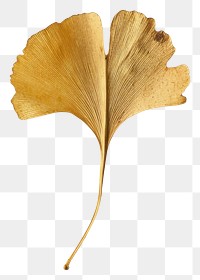 PNG  Dried ginkgo leaf textured plant paper.