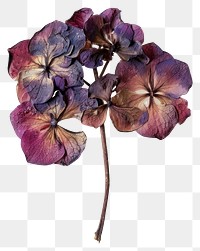 PNG  Dried hortensia flower brooch petal plant.