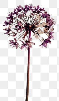 PNG  Dried purple allium flower plant inflorescence fragility.