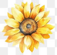 PNG  Sunflower in Watercolor style plant white background inflorescence.