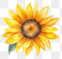 PNG  Sunflower in Watercolor style plant white background inflorescence.