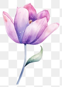 PNG  Tulip in Watercolor style blossom flower petal.