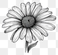 PNG Drawing flower sketch daisy.