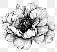 PNG Drawing flower sketch plant.