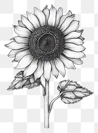 PNG Sunflower drawing sketch plant.
