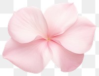 PNG  Flat pink petal flower plant white background.