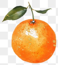 PNG  Gold glitter outline stroke orange fruit with orange watercolor grapefruit plant food.