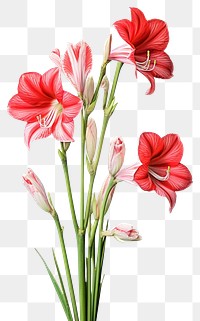 PNG  Amaryllis borders gladiolus amaryllis blossom.