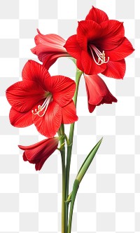PNG  Amaryllis borders gladiolus amaryllis flower.