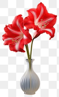 PNG  Amaryllis in a vase amaryllis flower plant.