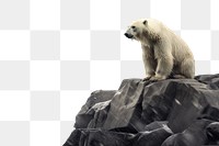 PNG  Polar bear on a black coastal rock nature wildlife outdoors. AI generated Image by rawpixel.