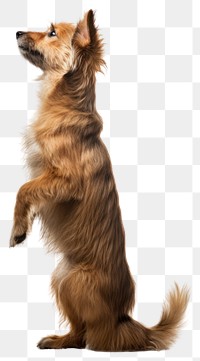 PNG Dog standing on hind legs mammal animal pet.