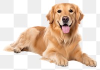 PNG  Golden retriever mammal animal pet. AI generated Image by rawpixel.