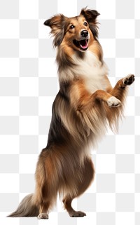 PNG Happy Collie standing on hind legs mammal animal collie.