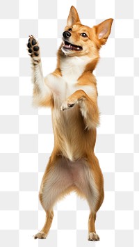 PNG Happy dog standing on hind legs mammal animal pet.