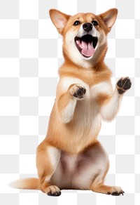 PNG Happy dog standing on hind legs mammal animal puppy.