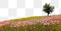 PNG Landscape nature flower field