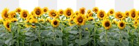 PNG Hilly sunflower fields nature backgrounds landscape. 